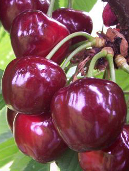 cherry pierde in greutate)